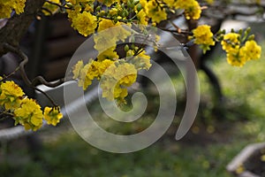 Blooming yellow apricot blossoms - symbol of Tet in Vietnam