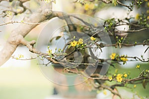 Blooming yellow apricot blossoms - symbol of Tet in Vietnam
