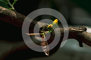 Blooming yellow apricot blossoms - symbol of Tet in Vietnam