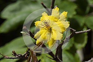 Blooming yellow apricot blossoms - symbol of Tet in Vietnam