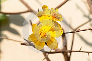 Blooming yellow apricot blossoms - symbol of Tet in Vietnam