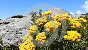 Blooming yellow athanasia on Table Mountain in South Africa