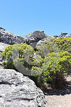 Blooming yellow athanasia on Table Mountain in South Africa