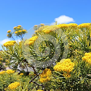 Blooming yellow athanasia on Table Mountain in South Africa