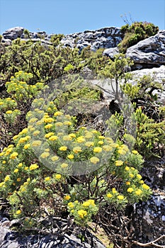 Blooming yellow athanasia on Table Mountain in South Africa