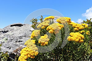 Blooming yellow athanasia on Table Mountain in South Africa