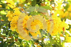 blooming yellow bell, yellow elder, trumpet vine