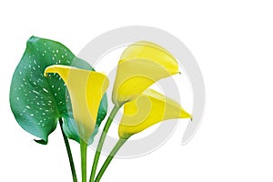 Blooming Yellow Calla Lily Flowers with Green Leaf Isolated on White Background with Clipping Path