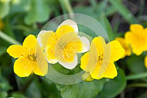 Blooming Yellow Caltha Flowers