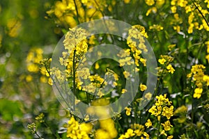 Blooming yellow canola, closeup with selective focus