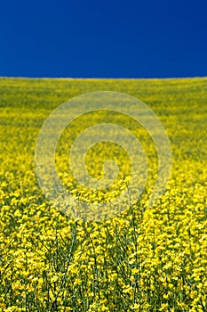 Blooming yellow Canola field with deep blue sky in summer, in Palouse, Washington, USA