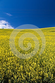 Blooming yellow Canola field with deep blue sky in summer, in Palouse, Washington, USA