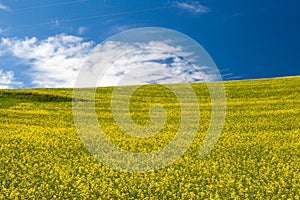 Blooming yellow Canola field with deep blue sky in summer, in Palouse, Washington, USA