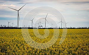 Blooming yellow canola field with wind turbines in the background in the countryside