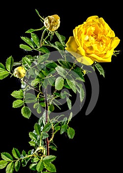 Blooming yellow Climbing rose Golden Showers on a black background photo
