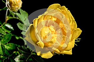 Blooming yellow Climbing rose Golden Showers on a black background photo