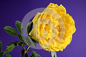 Blooming yellow Climbing rose Golden Showers on a purple background photo