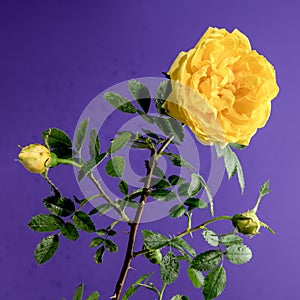 Blooming yellow Climbing rose Golden Showers on a purple background photo