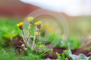 Blooming yellow colts foot flowers