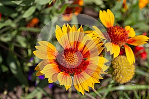 Blooming yellow common blanketflower Gaillardia aristata flowers