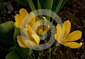 Blooming yellow crocus flowers.