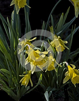 Blooming Yellow Daffodil Flowers