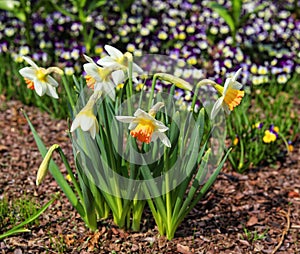 Blooming yellow daffodil with an orange core. First spring flowers.