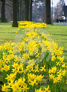 Blooming yellow daffodils