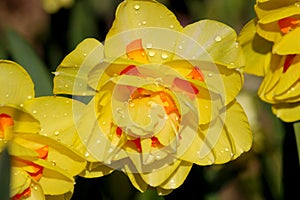 Blooming Yellow Daffodils flower, Narcissus Blossom Narcissus pseudonarcissus, knows also as Wild Daffodil or Lent lily in