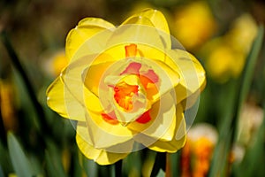 Blooming Yellow Daffodils flower, Narcissus Blossom Narcissus pseudonarcissus, knows also as Wild Daffodil or Lent lily in