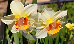 Blooming Yellow Daffodils flower, Narcissus Blossom Narcissus pseudonarcissus, knows also as Wild Daffodil or Lent lily in