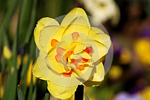 Blooming Yellow Daffodils flower, Narcissus Blossom Narcissus pseudonarcissus, knows also as Wild Daffodil or Lent lily in