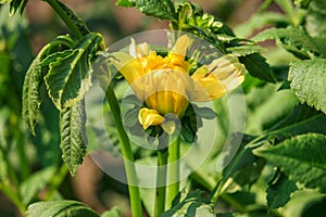 A Blooming Yellow Dahlia Flower Bud