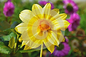 Blooming yellow dahlias in the garden