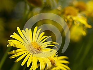 Blooming yellow daisies