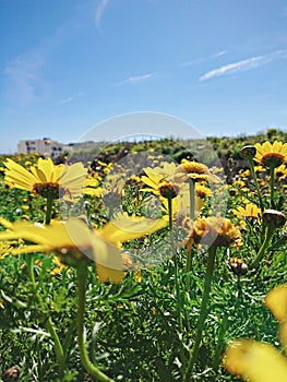 Blooming yellow daisy flowers against clear blue sky, low angle view, natural floral background, soft focus