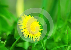 Blooming yellow dandelion bud in green grass, blurred background