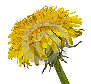 Blooming yellow dandelion flowers Taraxacum officinale isolated on a white background