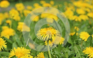 Blooming yellow dandelion meadow