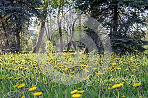 Blooming yellow dandelions in bright juicy green in rays of evening sunlight in park. Spring natural background