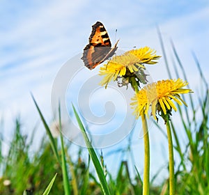 Blooming yellow dandelions and butterfly against the blue sky.