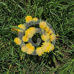 Blooming yellow dandelions on green grass.