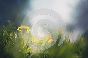 Blooming yellow dandelions with green grass in spring forest