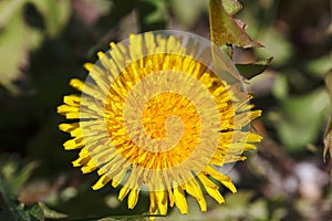 Blooming yellow dandelions in spring. Dandelions in the spring meadow . Bright dandelion flowers on a background of green grass.