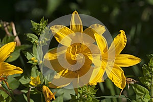 Blooming yellow daylilies in the garden