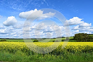 blooming yellow Eifel fields in spring 2021