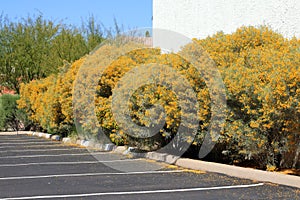 Blooming Yellow Feathery Cassia Accent Shrubs at a Parking Lot