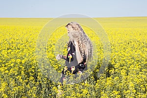 Blooming yellow field.