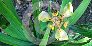 blooming yellow  flower