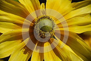 Blooming yellow flower